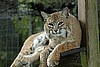 Tika, female bobcat